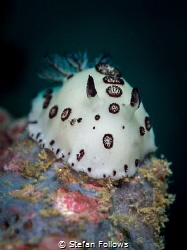 Charge.....! Nudibranch - Jorunna funebris. Ang Thong, Th... by Stefan Follows 